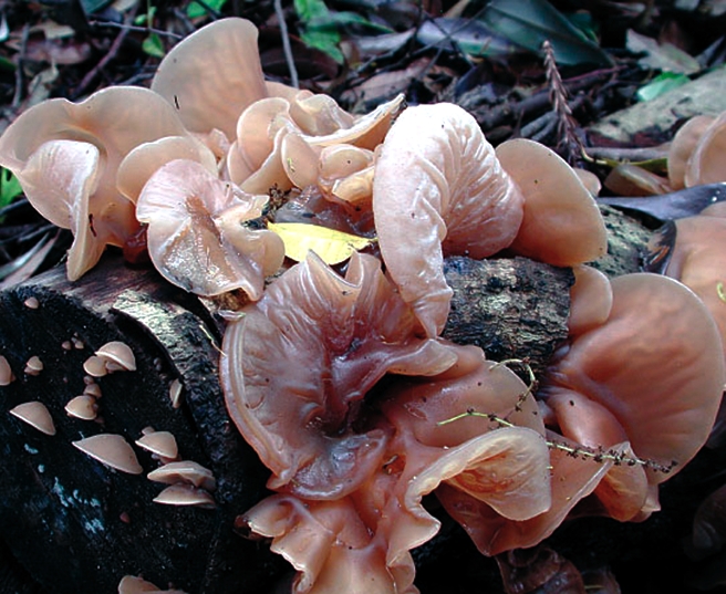 Auricularia polytricha avfhealth